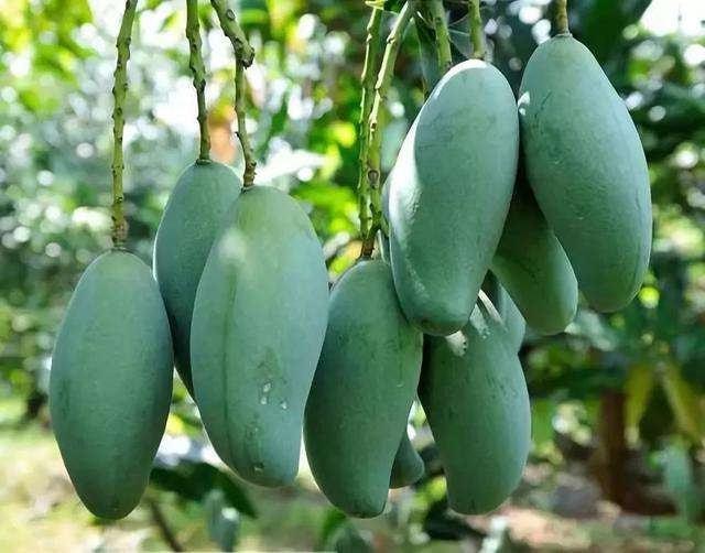 神級農(nóng)場最新章節(jié)，探索未來的農(nóng)業(yè)奇跡