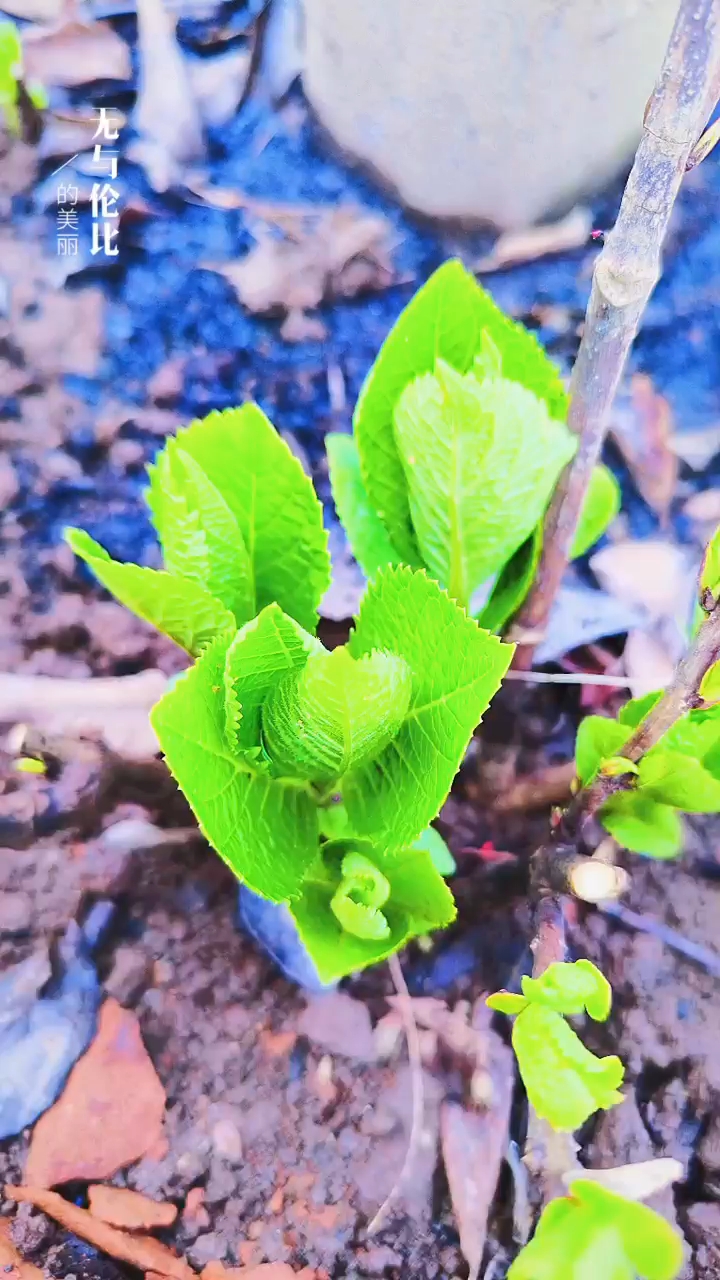 關(guān)于小草的奇妙世界，探索最新地址的無限可能