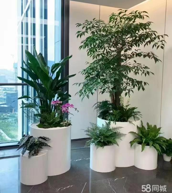 最新招聘，室內(nèi)植物養(yǎng)護專家