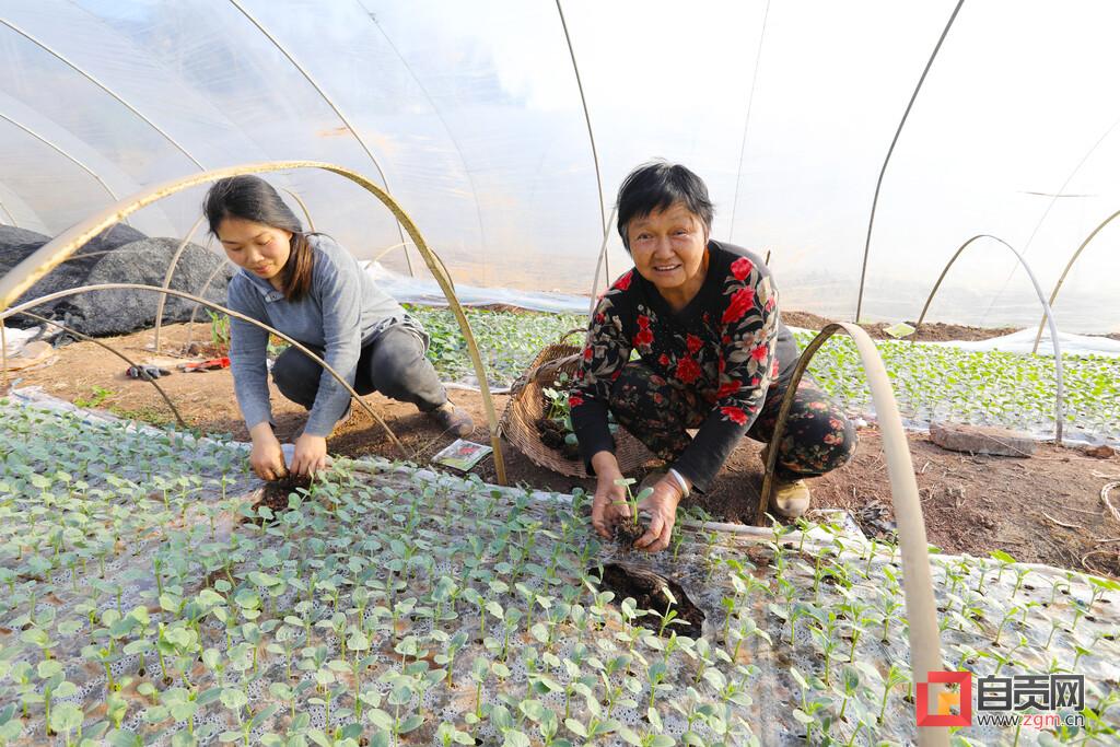 最新款西瓜栽苗機，科技助力農(nóng)業(yè)高效種植